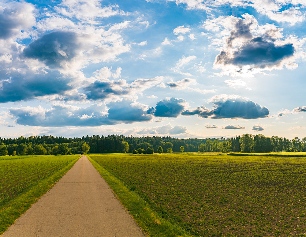 field of spring flowers and perfect sky