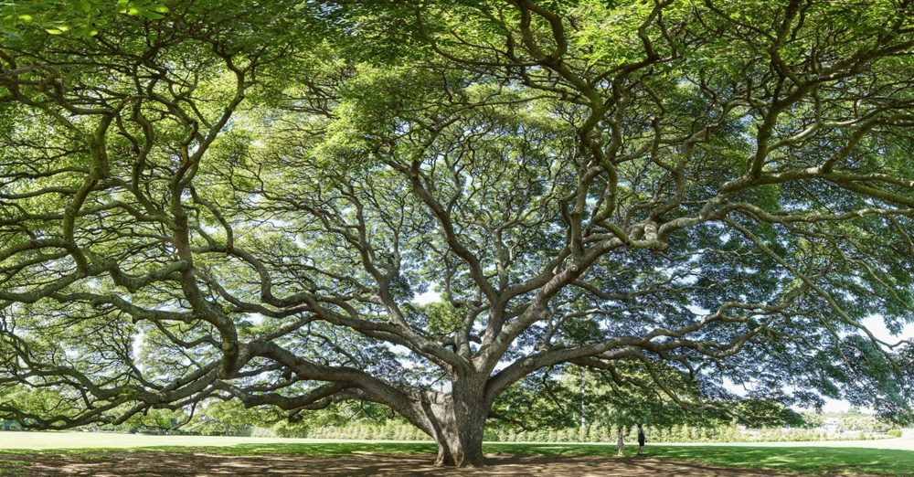 Giant tree with many branches and leaves